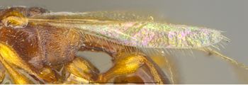 Media type: image;   Entomology 9029 Aspect: Wing hind